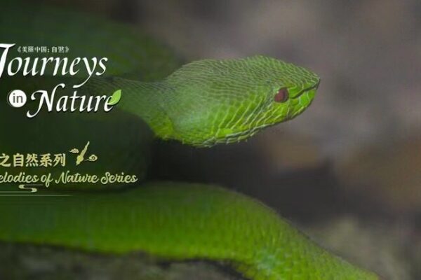 Embark on a Wild Journey: CGTN Nature’s “Melodies of Nature” Explores Xishuangbanna Embark_on_a_Wild_Journey__CGTN_Nature_s__Melodies_of_Nature__Explores_Xishuangbanna