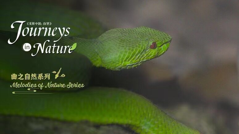 Embark_on_a_Wild_Journey__CGTN_Nature_s__Melodies_of_Nature__Explores_Xishuangbanna - News for amigos, by amigos Embark_on_a_Wild_Journey__CGTN_Nature_s__Melodies_of_Nature__Explores_Xishuangbanna