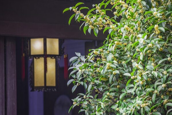 Embracing Bai Lu: The Magic of White Dew and Autumn’s Arrival Embracing_Bai_Lu__The_Magic_of_White_Dew_and_Autumn_s_Arrival