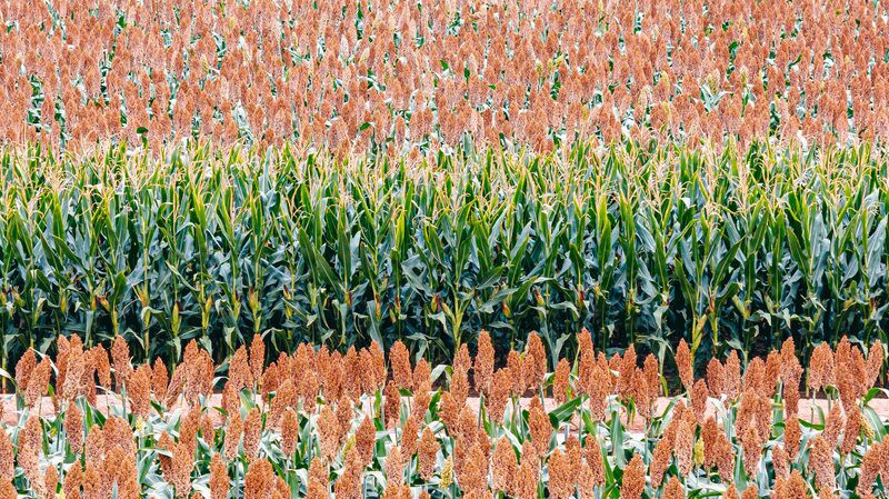 Embracing_Harvest_and_Heritage__Henan_s_Celebration____poster - News for amigos, by amigos Embracing_Harvest_and_Heritage__Henan_s_Celebration___ video poster