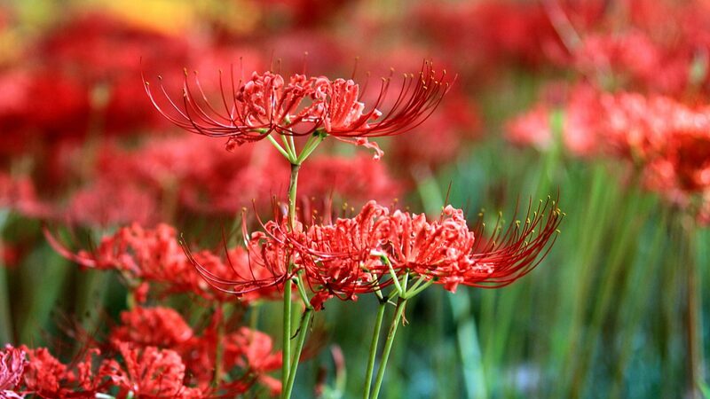 Enchanting_Lycoris_Blooms_Light_Up_Jiangsu_s_Summer_Finale__ - News for amigos, by amigos Enchanting_Lycoris_Blooms_Light_Up_Jiangsu_s_Summer_Finale__