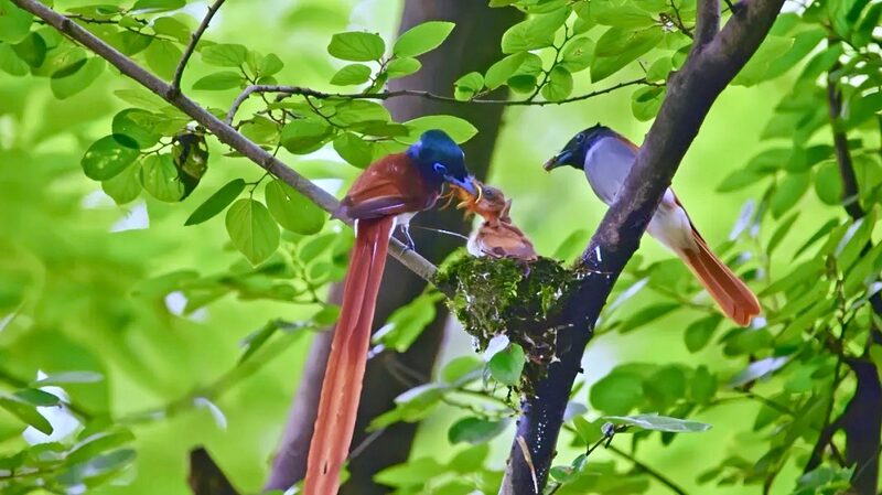 Enchanting_Paradise_Flycatcher_Family_Spotted_in_Wuxi_ - News for amigos, by amigos Enchanting_Paradise_Flycatcher_Family_Spotted_in_Wuxi_