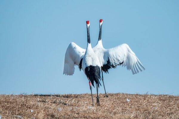 Enchanting Red-Crowned Cranes Court in Heilongjiang’s Springtime Wetlands 💖 Enchanting_Red_Crowned_Cranes_Court_in_Heilongjiang_s_Springtime_Wetlands__