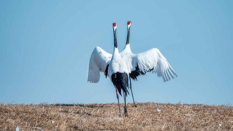 Enchanting_Red_Crowned_Cranes_Court_in_Heilongjiang_s_Springtime_Wetlands__
