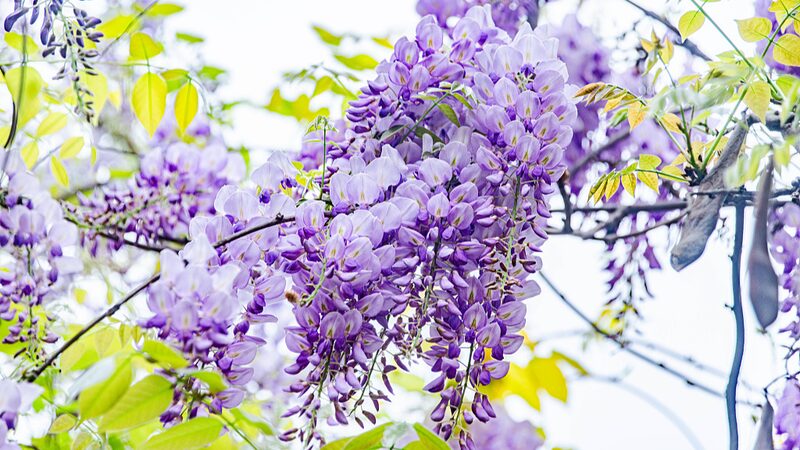 Enchanting_Wisteria_Blooms_Transform_Jiangxi_s_Ganzhou_Park_into_a_Spring_Wonderland - News for amigos, by amigos Enchanting_Wisteria_Blooms_Transform_Jiangxi_s_Ganzhou_Park_into_a_Spring_Wonderland