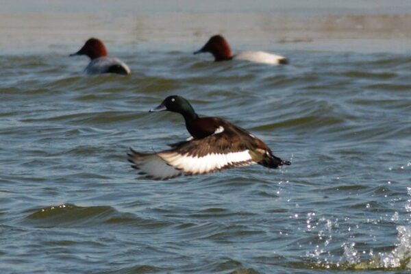 Endangered Baer’s Pochards Spotted in China’s Wetlands for the First Time! 🦆🌿 Endangered_Baer_s_Pochards_Spotted_in_China_s_Wetlands_for_the_First_Time____