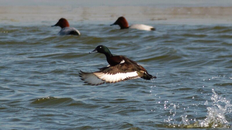 Endangered_Baer_s_Pochards_Spotted_in_China_s_Wetlands_for_the_First_Time____ - News for amigos, by amigos Endangered_Baer_s_Pochards_Spotted_in_China_s_Wetlands_for_the_First_Time____