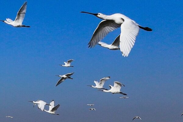 Endangered Birds Touch Down in East China: A Winter Spectacle! 🐦❄️ Endangered_Birds_Touch_Down_in_East_China__A_Winter_Spectacle_____