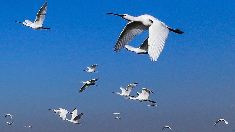 Endangered_Birds_Touch_Down_in_East_China__A_Winter_Spectacle_____ - News for amigos, by amigos Endangered_Birds_Touch_Down_in_East_China__A_Winter_Spectacle_____