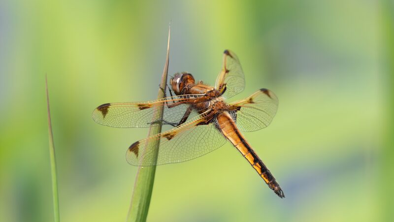 Endangered_Dragonfly_Libellula_angelina_Spotted_in_Beijing____ - News for amigos, by amigos Endangered_Dragonfly_Libellula_angelina_Spotted_in_Beijing____