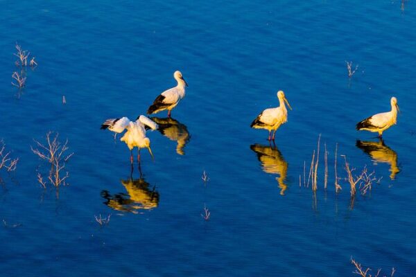 Endangered Oriental White Storks Make Rare Appearance at Anhui’s Huajiahu Lake Endangered_Oriental_White_Storks_Make_Rare_Appearance_at_Anhui_s_Huajiahu_Lake