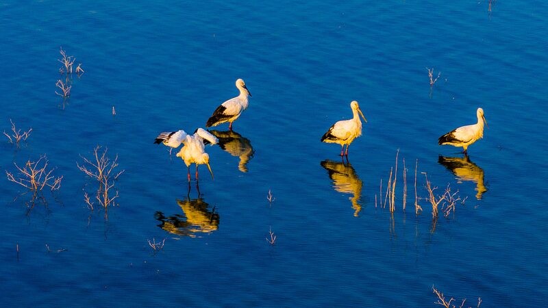 Endangered_Oriental_White_Storks_Make_Rare_Appearance_at_Anhui_s_Huajiahu_Lake - News for amigos, by amigos Endangered_Oriental_White_Storks_Make_Rare_Appearance_at_Anhui_s_Huajiahu_Lake
