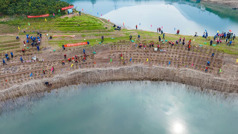 __Endangered_Plants_Make_a_Comeback_in_China_s_Three_Gorges_Reservoir_Area_