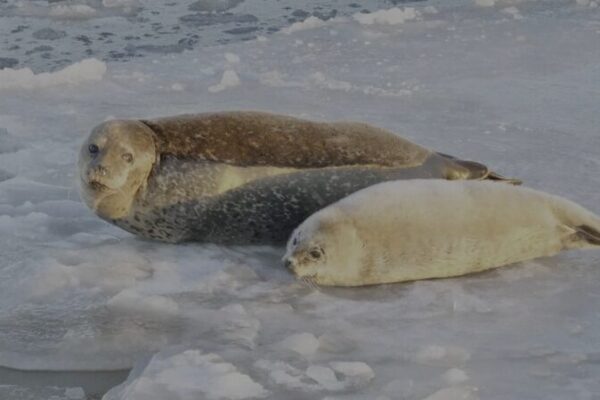 Endangered Spotted Seals Make a Splash in Liaodong Bay 🌊 Endangered_Spotted_Seals_Make_a_Splash_in_Liaodong_Bay__ video poster