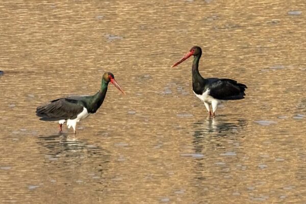 Endangered Storks Reunite at China’s Hengshui Lake 🌊🦢 Endangered_Storks_Reunite_at_China_s_Hengshui_Lake___