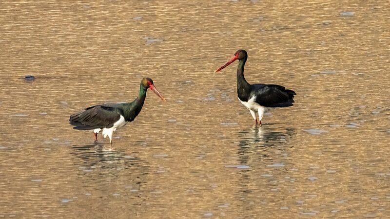 Endangered_Storks_Reunite_at_China_s_Hengshui_Lake___ - News for amigos, by amigos Endangered_Storks_Reunite_at_China_s_Hengshui_Lake___