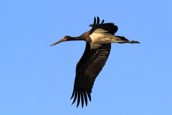Endangered Storks Triple in North China’s Nandagang Wetland 🐦🌿 Endangered_Storks_Triple_in_North_China_s_Nandagang_Wetland___