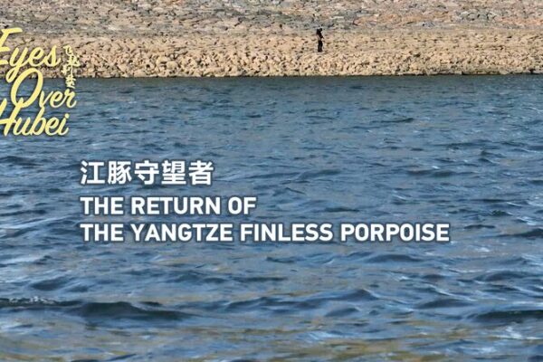 Endangered Yangtze Finless Porpoises Make a Comeback in Hubei 🌊🐬 Endangered_Yangtze_Finless_Porpoises_Make_a_Comeback_in_Hubei___ video poster