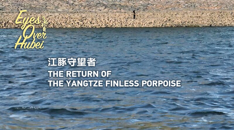 Endangered_Yangtze_Finless_Porpoises_Make_a_Comeback_in_Hubei____poster - News for amigos, by amigos Endangered_Yangtze_Finless_Porpoises_Make_a_Comeback_in_Hubei___ video poster