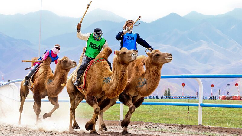 Epic_Horse_and_Camel_Races_Celebrate_Sunan_Yugur_s_70th_Anniversary_in_Gansu - News for amigos, by amigos Epic_Horse_and_Camel_Races_Celebrate_Sunan_Yugur_s_70th_Anniversary_in_Gansu