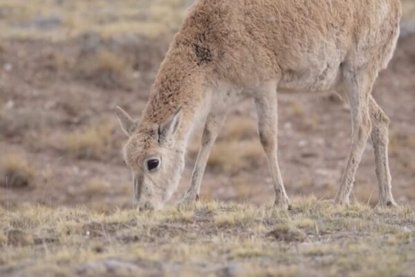 Epic_Journey__Tibetan_Antelopes_Migrate_to_Hoh_Xil_Nature_Reserve__ video poster