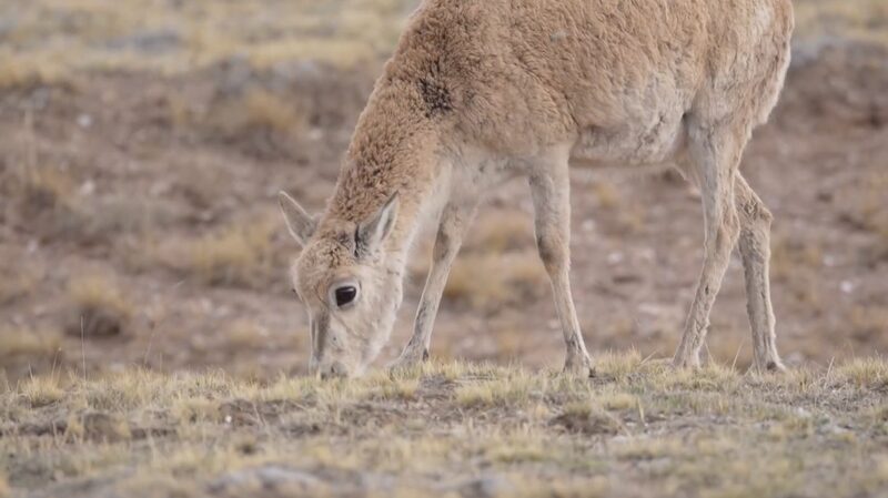 Epic_Journey__Tibetan_Antelopes_Migrate_to_Hoh_Xil_Nature_Reserve___poster - News for amigos, by amigos Epic_Journey__Tibetan_Antelopes_Migrate_to_Hoh_Xil_Nature_Reserve__ video poster