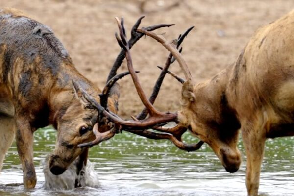 Epic Showdown: Milu Deer Battle for the Crown in Jiangsu’s Dafeng Reserve Epic_Showdown__Milu_Deer_Battle_for_the_Crown_in_Jiangsu_s_Dafeng_Reserve video poster