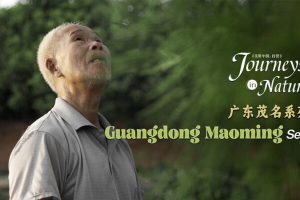 Eternal Love: Ancient Trees in Guangdong Guarded by an Elderly Protector Eternal_Love__Ancient_Trees_in_Guangdong_Guarded_by_an_Elderly_Protector video poster