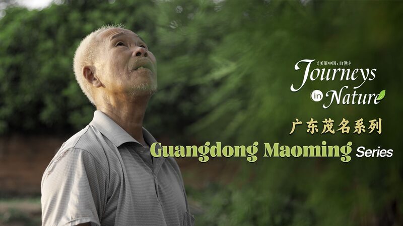 Eternal_Love__Ancient_Trees_in_Guangdong_Guarded_by_an_Elderly_Protector_poster - News for amigos, by amigos Eternal_Love__Ancient_Trees_in_Guangdong_Guarded_by_an_Elderly_Protector video poster