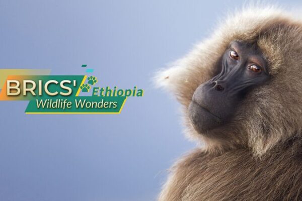 Ethiopia’s Wild Wonders: Exploring the Ethiopian Wolf, Gelada Baboon, and Mountain Nyala Ethiopia_s_Wild_Wonders__Exploring_the_Ethiopian_Wolf__Gelada_Baboon__and_Mountain_Nyala