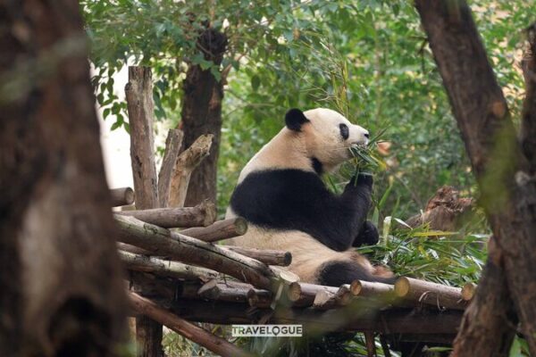 Experience_the_Adorable_Giant_Pandas_of_Chengdu_