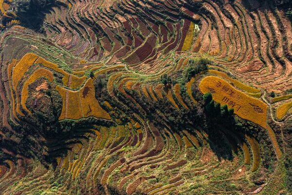 Experience the Harvest Magic in Zhejiang: From Yunhe Terraces to Yiwu’s Brown Sugar Experience_the_Harvest_Magic_in_Zhejiang__From_Yunhe_Terraces_to_Yiwu_s_Brown_Sugar video poster