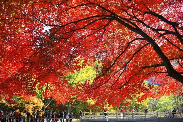 Experience the Magic of Autumn at China’s Guanmenshan Maple Festival 🍁 Experience_the_Magic_of_Autumn_at_China_s_Guanmenshan_Maple_Festival__ video poster
