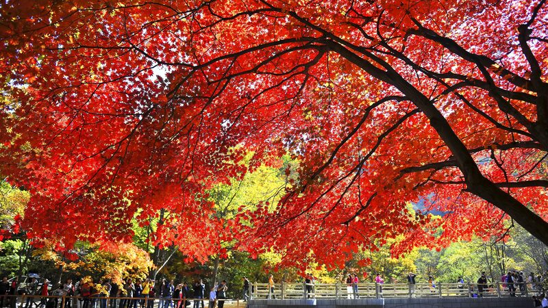 Experience_the_Magic_of_Autumn_at_China_s_Guanmenshan_Maple_Festival___poster - News for amigos, by amigos Experience_the_Magic_of_Autumn_at_China_s_Guanmenshan_Maple_Festival__ video poster
