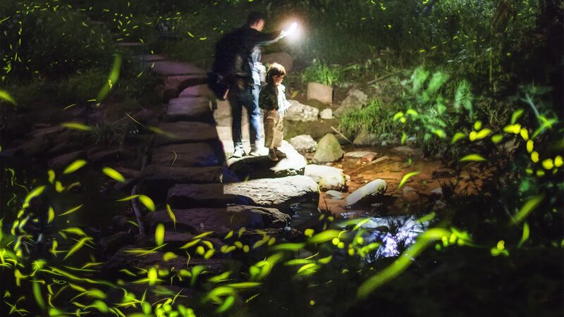 Experience_the_Magic_of_Fireflies_at_Tiantai_Mountain__Asia_s_Largest_Firefly_Haven - News for amigos, by amigos Experience_the_Magic_of_Fireflies_at_Tiantai_Mountain__Asia_s_Largest_Firefly_Haven
