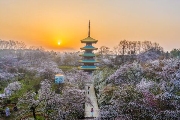 Experience the Magic of Spring at Wuhan’s Donghu Moshan Cherry Blossom Park 🌸 Experience_the_Magic_of_Spring_at_Wuhan_s_Donghu_Moshan_Cherry_Blossom_Park__