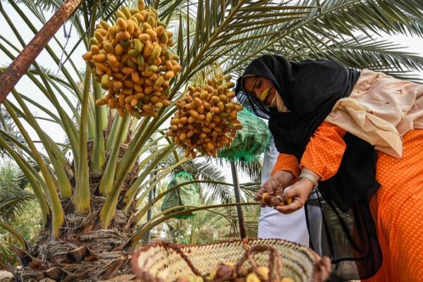 Experience the UAE’s Rich Culture at the Liwa Date Festival 🌴 Experience_the_UAE_s_Rich_Culture_at_the_Liwa_Date_Festival__ video poster