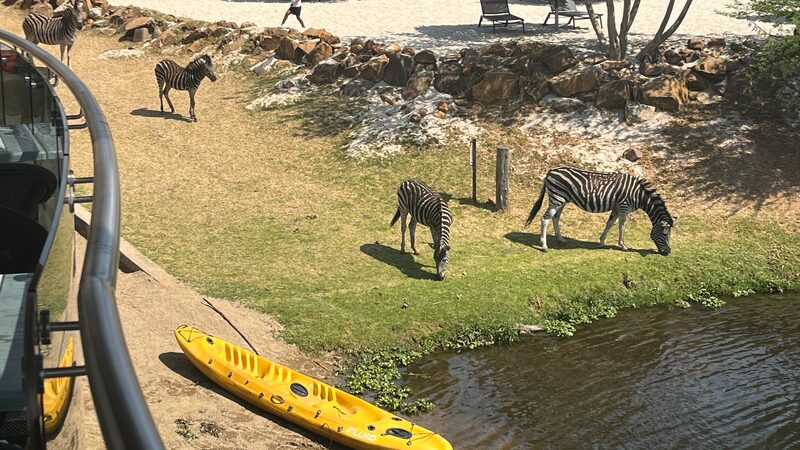 Experience_the_Wild_Wonders_of_Cradle_Moon_Conservancy___ - News for amigos, by amigos Experience_the_Wild_Wonders_of_Cradle_Moon_Conservancy___