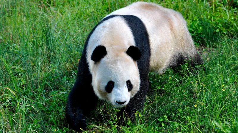 Explore_China_s_Giant_Panda_National_Park____A_Biodiversity_Wonderland - News for amigos, by amigos Explore_China_s_Giant_Panda_National_Park____A_Biodiversity_Wonderland