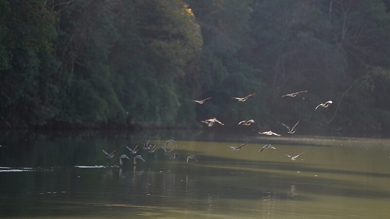 Explore_Mingxi_County_s_Avian_Wonderland_in_Southeast_China____ video poster