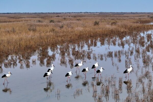 __Explore_Shandong__A_Haven_for_Migratory_Birds video poster
