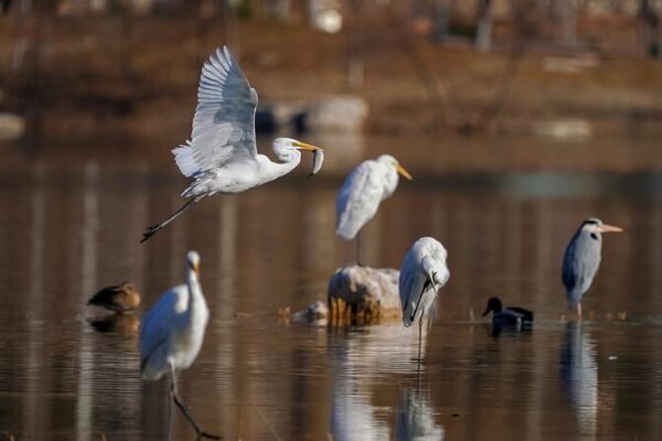 Explore the Enchanting Egrets of Caofeidian Wetland! 🌿🐦 Explore_the_Enchanting_Egrets_of_Caofeidian_Wetland____ video poster