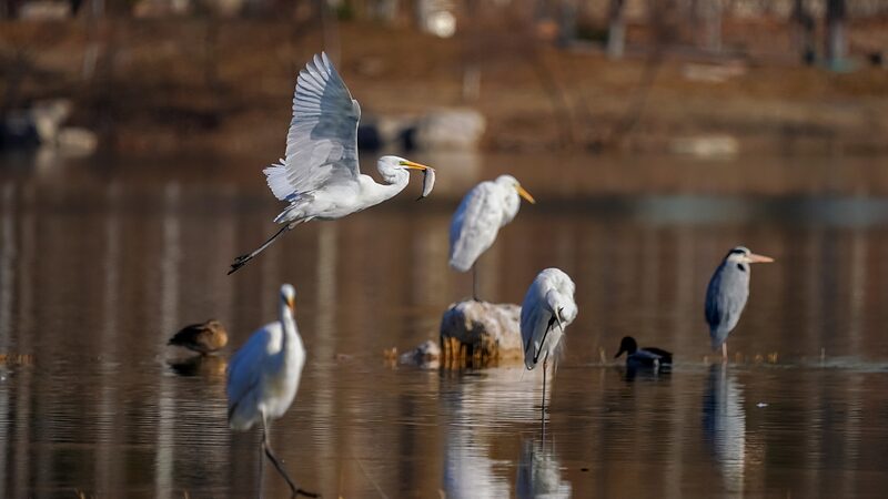 Explore_the_Enchanting_Egrets_of_Caofeidian_Wetland_____poster - News for amigos, by amigos Explore_the_Enchanting_Egrets_of_Caofeidian_Wetland____ video poster