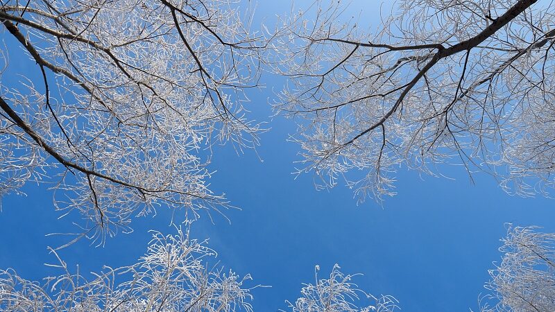 Explore_the_Winter_Wonderland_of_Wusu_Foshan_National_Forest_Park_in_Xinjiang video poster
