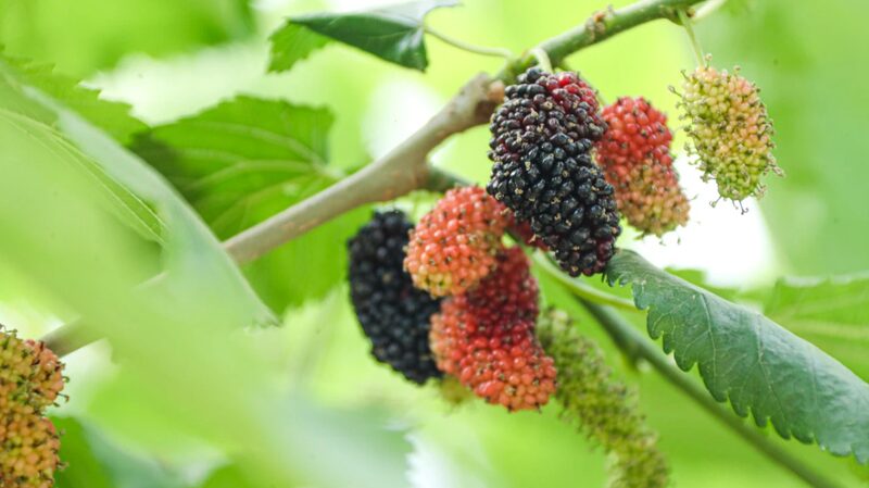 Exploring_Beijing_s_Daxing_Mulberry_Festival__A_Harvest_of_Fun_and_Culture___poster - News for amigos, by amigos Exploring_Beijing_s_Daxing_Mulberry_Festival__A_Harvest_of_Fun_and_Culture__ video poster