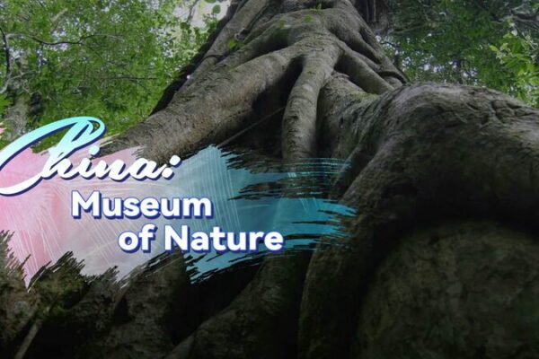 Exploring China’s Hidden Rainforest Treasure: Mt. Jianfeng 🌿 Exploring_China_s_Hidden_Rainforest_Treasure__Mt__Jianfeng__ video poster