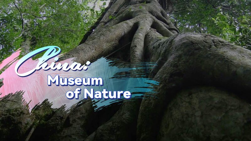 Exploring_China_s_Hidden_Rainforest_Treasure__Mt__Jianfeng___poster - News for amigos, by amigos Exploring_China_s_Hidden_Rainforest_Treasure__Mt__Jianfeng__ video poster