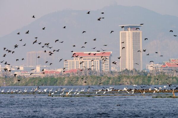 Exploring Mingxi: A Birdwatcher’s Paradise in East China 🐦 Exploring_Mingxi__A_Birdwatcher_s_Paradise_in_East_China__ video poster