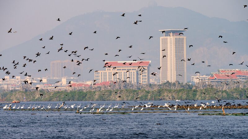 Exploring_Mingxi__A_Birdwatcher_s_Paradise_in_East_China___poster - News for amigos, by amigos Exploring_Mingxi__A_Birdwatcher_s_Paradise_in_East_China__ video poster