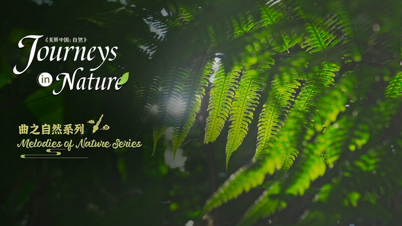 Exploring_Nature_s_Symphony__Doudou_s_Adventure_in_Xishuangbanna____poster - News for amigos, by amigos Exploring_Nature_s_Symphony__Doudou_s_Adventure_in_Xishuangbanna___ video poster